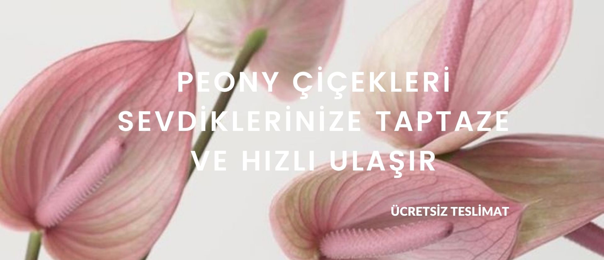 ORKİDE
